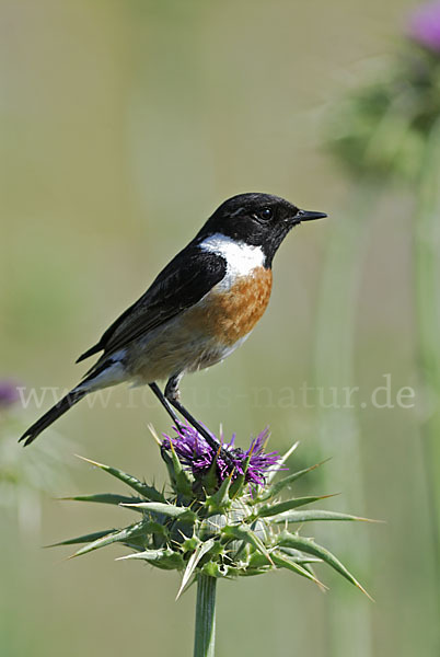 Schwarzkehlchen (Saxicola torquata)