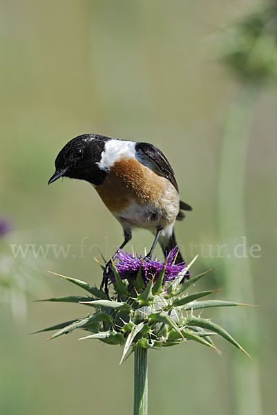 Schwarzkehlchen (Saxicola torquata)