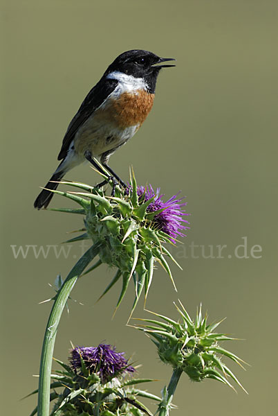 Schwarzkehlchen (Saxicola torquata)