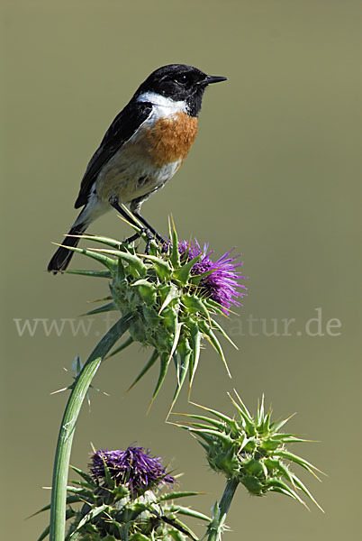 Schwarzkehlchen (Saxicola torquata)