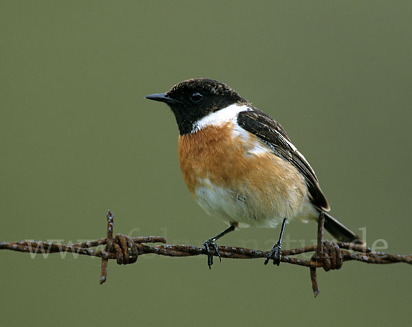 Schwarzkehlchen (Saxicola torquata)