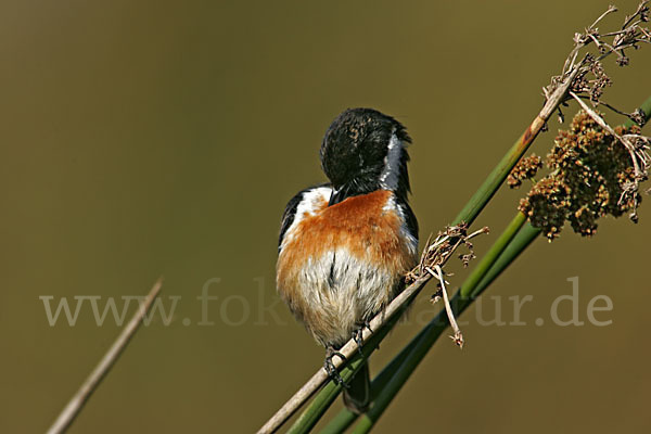 Schwarzkehlchen (Saxicola torquata)