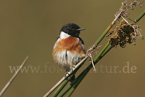 Schwarzkehlchen (Saxicola torquata)