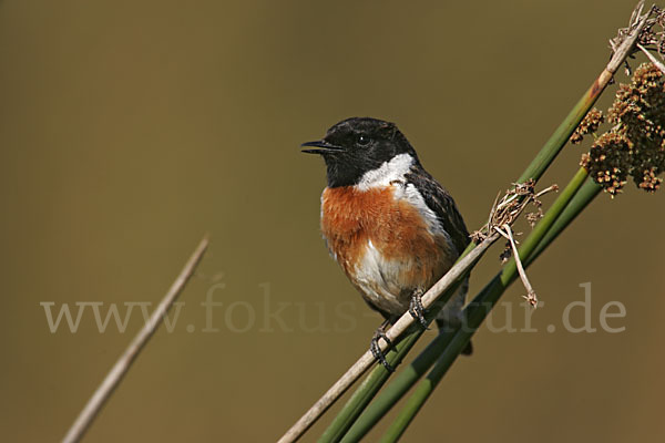 Schwarzkehlchen (Saxicola torquata)