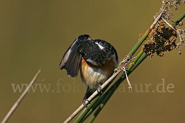 Schwarzkehlchen (Saxicola torquata)