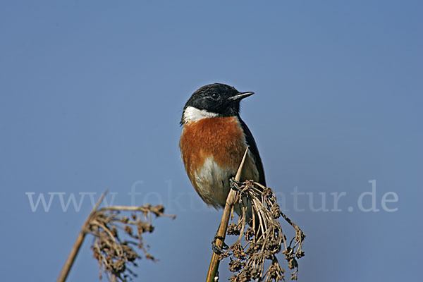 Schwarzkehlchen (Saxicola torquata)