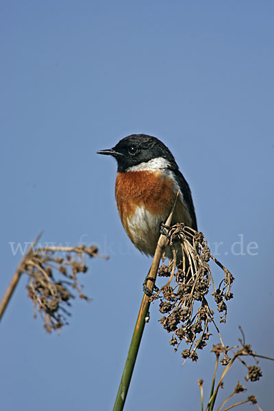 Schwarzkehlchen (Saxicola torquata)