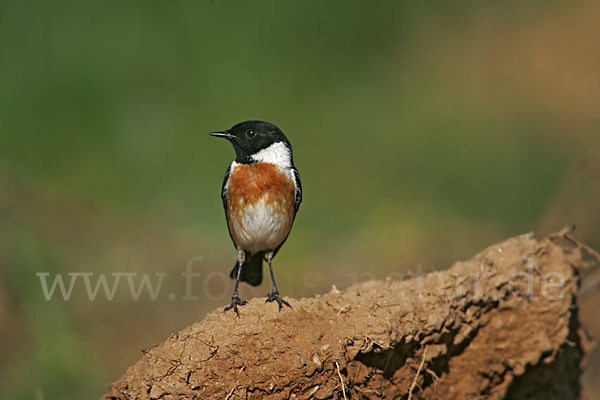 Schwarzkehlchen (Saxicola torquata)