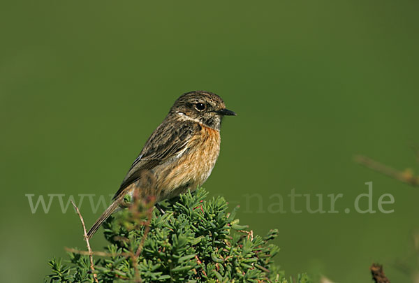 Schwarzkehlchen (Saxicola torquata)