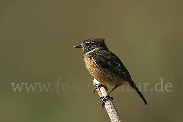 Schwarzkehlchen (Saxicola torquata)