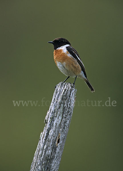 Schwarzkehlchen (Saxicola torquata)