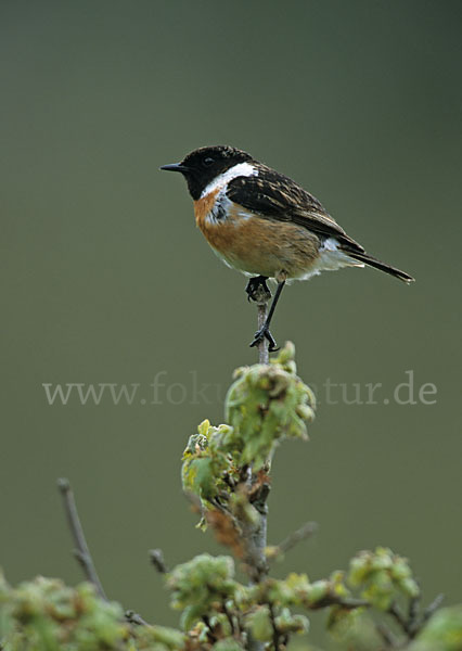 Schwarzkehlchen (Saxicola torquata)