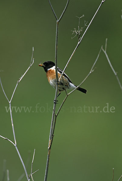 Schwarzkehlchen (Saxicola torquata)