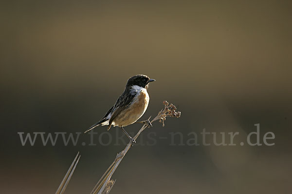 Schwarzkehlchen (Saxicola torquata)