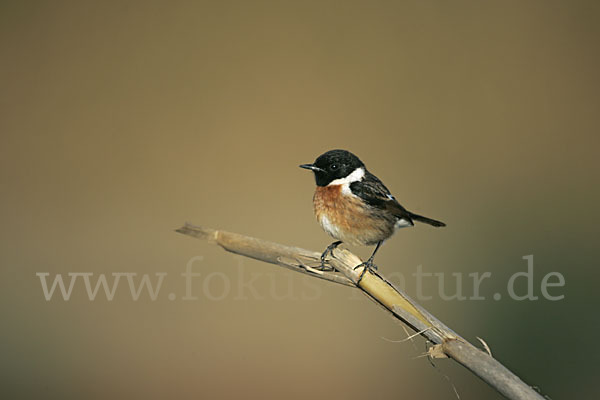 Schwarzkehlchen (Saxicola torquata)