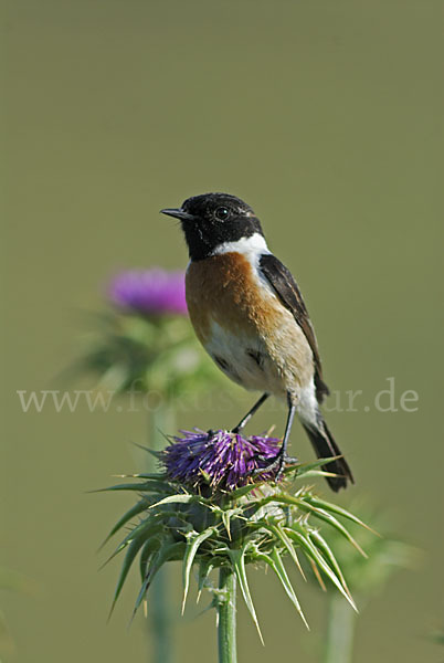 Schwarzkehlchen (Saxicola torquata)