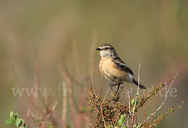 Schwarzkehlchen (Saxicola torquata)