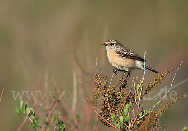 Schwarzkehlchen (Saxicola torquata)