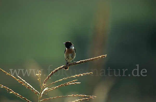 Schwarzkehlchen (Saxicola torquata)