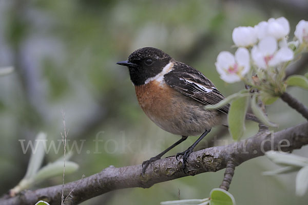 Schwarzkehlchen (Saxicola torquata)