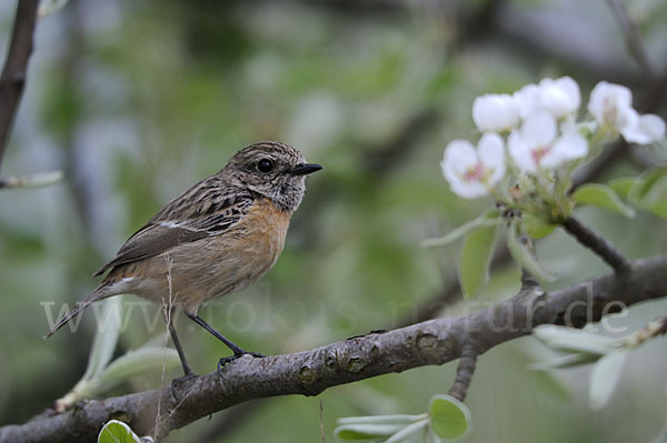 Schwarzkehlchen (Saxicola torquata)