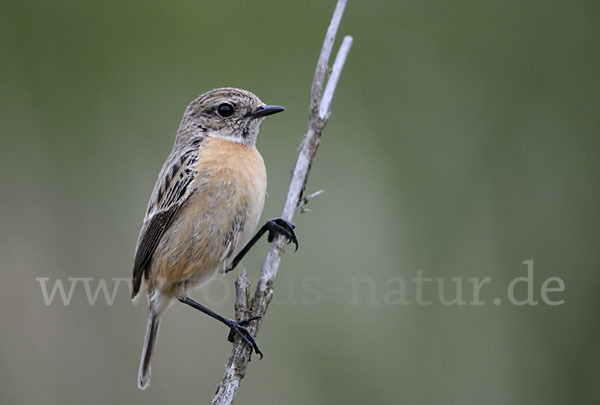 Schwarzkehlchen (Saxicola torquata)