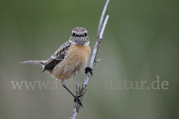 Schwarzkehlchen (Saxicola torquata)