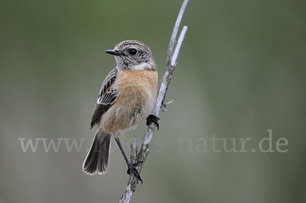 Schwarzkehlchen (Saxicola torquata)