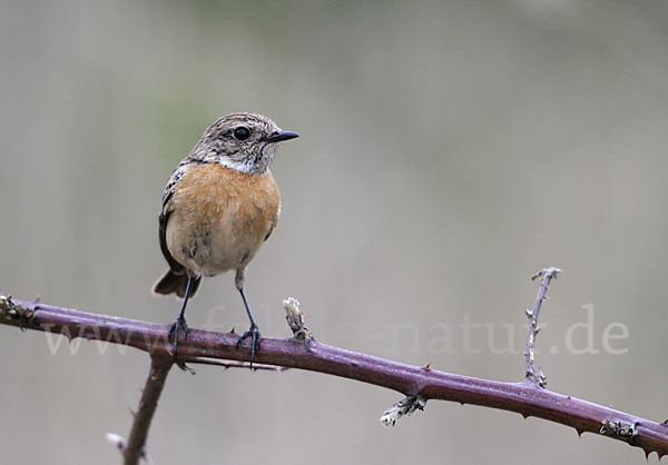 Schwarzkehlchen (Saxicola torquata)