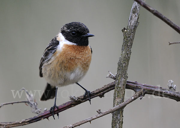 Schwarzkehlchen (Saxicola torquata)