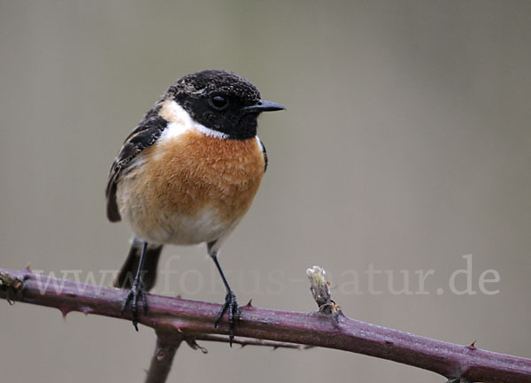 Schwarzkehlchen (Saxicola torquata)