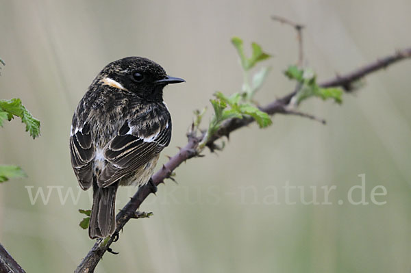 Schwarzkehlchen (Saxicola torquata)