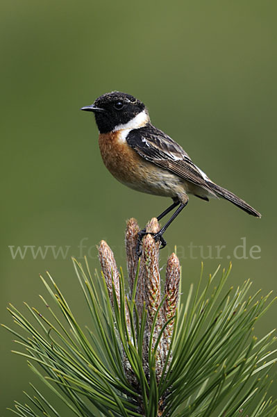 Schwarzkehlchen (Saxicola torquata)