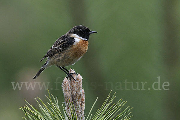 Schwarzkehlchen (Saxicola torquata)