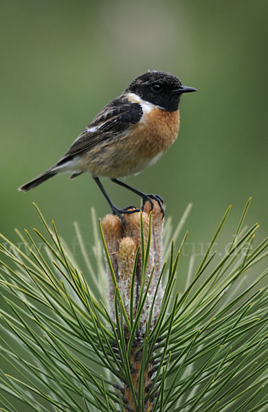 Schwarzkehlchen (Saxicola torquata)