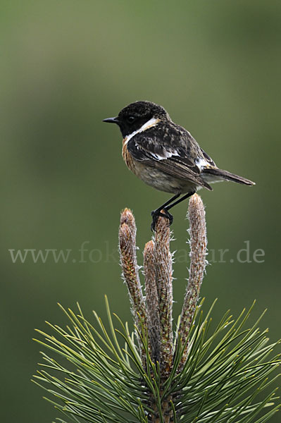 Schwarzkehlchen (Saxicola torquata)