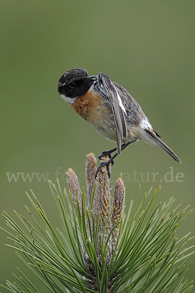 Schwarzkehlchen (Saxicola torquata)