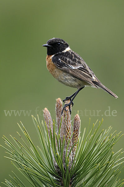 Schwarzkehlchen (Saxicola torquata)