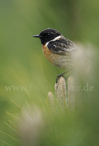 Schwarzkehlchen (Saxicola torquata)