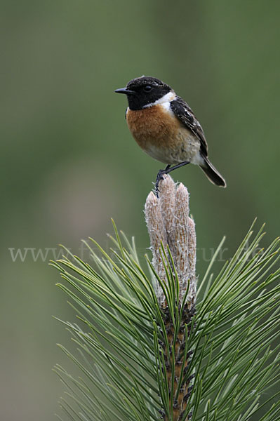 Schwarzkehlchen (Saxicola torquata)