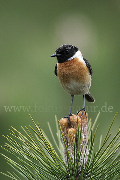 Schwarzkehlchen (Saxicola torquata)