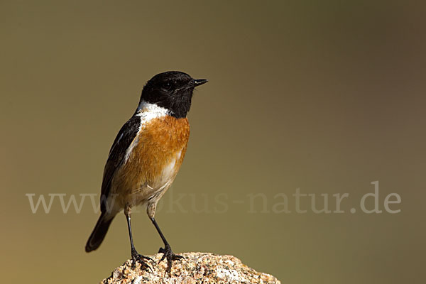 Schwarzkehlchen (Saxicola torquata)