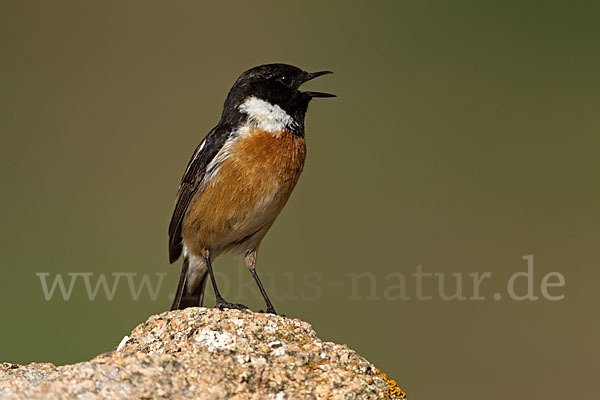 Schwarzkehlchen (Saxicola torquata)