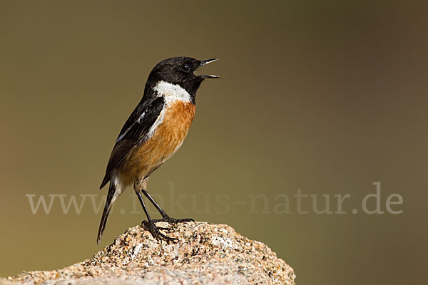 Schwarzkehlchen (Saxicola torquata)