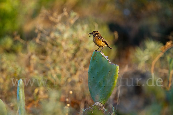 Schwarzkehlchen (Saxicola torquata)