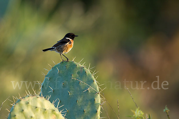 Schwarzkehlchen (Saxicola torquata)