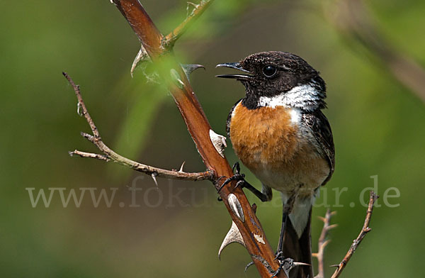 Schwarzkehlchen (Saxicola torquata)