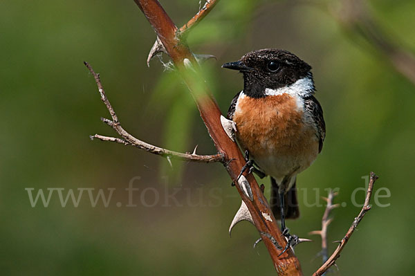 Schwarzkehlchen (Saxicola torquata)