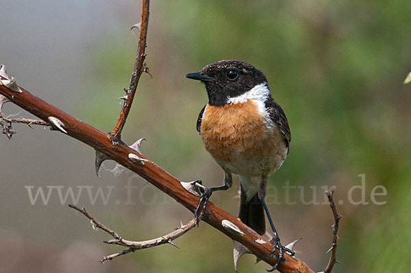 Schwarzkehlchen (Saxicola torquata)