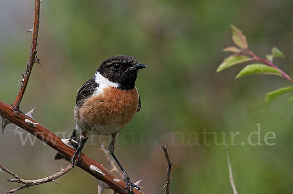 Schwarzkehlchen (Saxicola torquata)